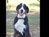Chien Bouvier Bernois tricolore de 7 ans à la recherche d'une famille