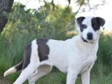 Chiot femelle de 11 mois en quête d'un foyer