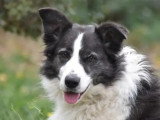 Chienne Border Collie au pelage noir et blanc de 6 ans à accueillir