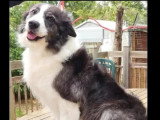 Chienne Border Collie au pelage noir et blanc de 6 ans à accueillir
