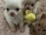 Somptueux chiots Chihuahuas à poil long à vendre