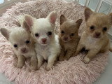 Somptueux chiots Chihuahuas à poil long à vendre