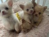 Somptueux chiots Chihuahuas à poil long à vendre