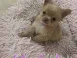 Somptueux chiots Chihuahuas à poil long à vendre