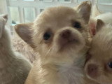 Somptueux chiots Chihuahuas à poil long à vendre