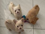 Somptueux chiots Chihuahuas à poil long à vendre