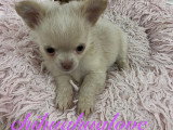 Somptueux chiots Chihuahuas à poil long à vendre