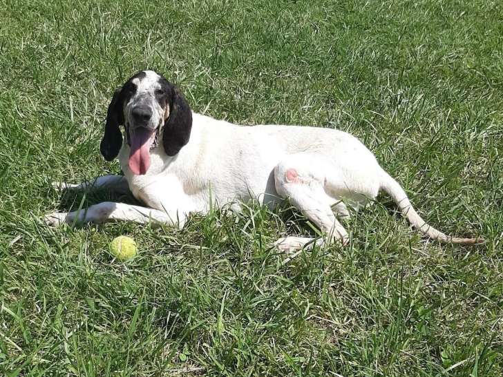 Chienne de 6 ans en attente d'un foyer