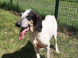 Chienne de 6 ans en attente d'un foyer