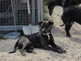 Chien au pelage noir de 2 ans en quête d'un foyer