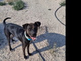 Chien au pelage noir de 2 ans en quête d'un foyer