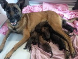 Chiots Malinois LOF à vendre