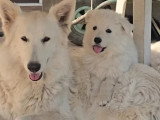 3 chiots Berger Blanc Suisse mâles à vendre LOF février 2026 à vendre