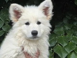 3 chiots Berger Blanc Suisse mâles à vendre LOF, nés en février 2026