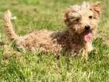 Chiot femelle Maltipoo crème non LOF née octobre 2025 à vendre