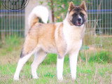 Femelle Akita Américain à vendre