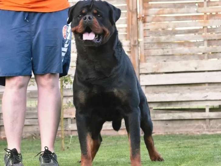 Saillie Rottweiler LOF mâle champion CH-Shadow 4 ans