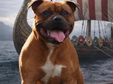 Saillie Staffordshire Bull Terrier mâle LOF né en mai 2023