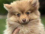 4 chiots Pomsky non LOF nés en février 2026 à vendre