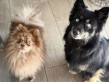 4 chiots Pomsky non LOF nés en février 2026 à vendre
