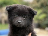 4 chiots Pomsky non LOF nés en février 2026 à vendre