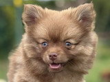3 Femelles Pomsky Chocolat et Charbonnée
