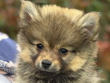 3 Femelles Pomsky Chocolat et Charbonnée