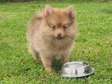 Bijou, 1 Femelle Pomsky Chocolat