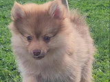 Bijou, 1 Femelle Pomsky Chocolat
