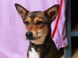 Mara, chienne croisée Podenco à adopter en association