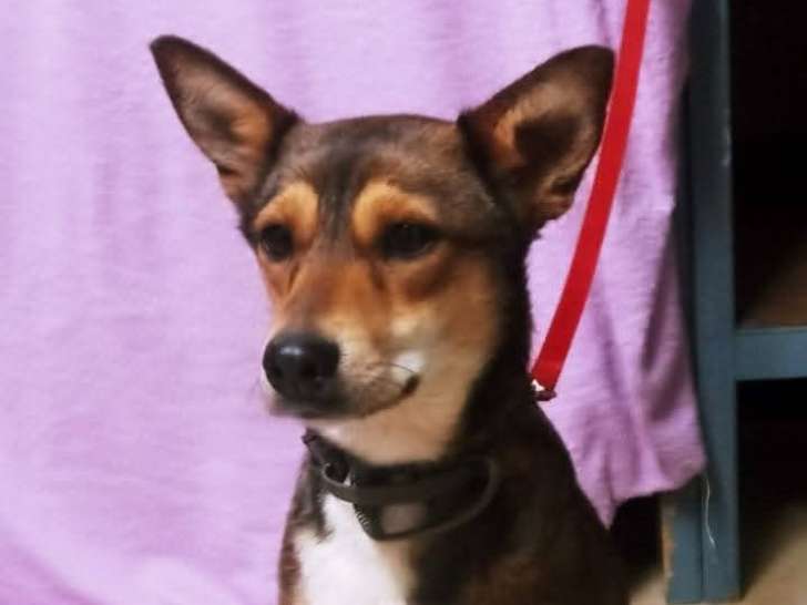 Mara, chienne croisée Podenco à adopter en association