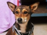 Mara, chienne croisée Podenco à adopter en association