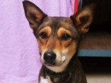 Mara, chienne croisée Podenco à adopter en association