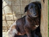 Disponible à l'adoption : chien noir d'un an