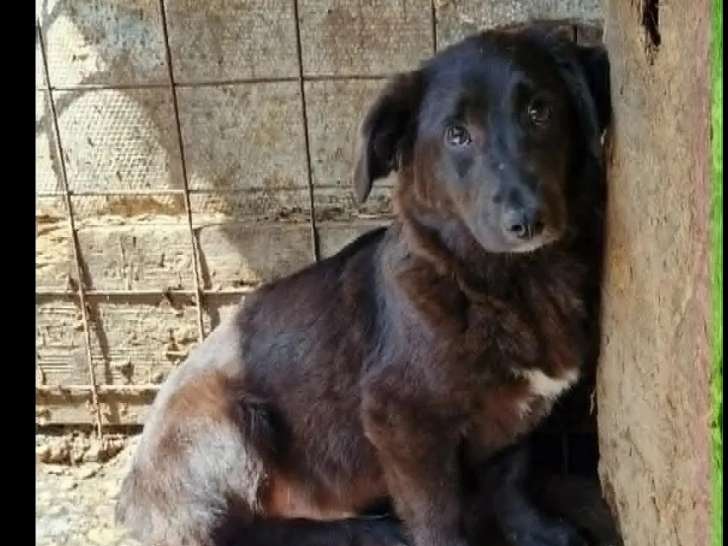 Disponible à l'adoption : chien noir d'un an