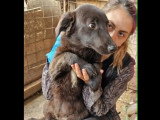 Disponible à l'adoption : chien noir d'un an