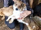 En attente d'adoption : chienne au pelage marron et blanc de 3 ans