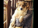 En attente d'adoption : chienne au pelage marron et blanc de 3 ans