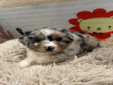 Chiots Berger Australien à vendre