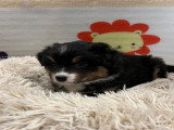 Chiots Berger Australien à vendre