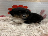 Chiots Berger Australien à vendre