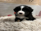 Chiots Berger Australien à vendre