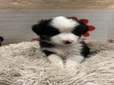 Chiots Berger Australien à vendre