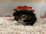 Chiots Berger Australien à vendre