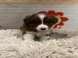 Chiots Berger Australien à vendre