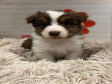 Chiots Berger Australien à vendre