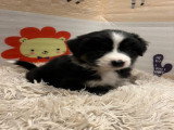 Chiots Berger Australien à vendre