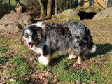 Chienne Berger Américain Miniature bleu merle non LOF de 2020 à vendre