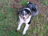 Chienne Berger Américain Miniature bleu merle non LOF de 2020 à vendre