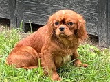 Chiot Cavalier King Charles mâle LOF né en mai 2025 à vendre